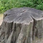 المولد النبوي