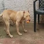 كلب المطرية