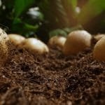 دراسة .. استخدام الأسمدة الغنية بثلاثة معادن أساسية يعزز بشكل كبير من إنتاجية البطاطس