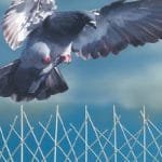 اشهر طرق مكافحة الحمام والطيور وافضل الشركات بالرياض