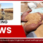 قفزة قوية في توريد القمح المحلي.. مصر تُحقق 3.6 مليون طن بنسبة زيادة 20%