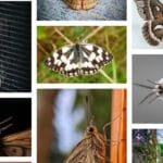 أسباب وجود فراشات في المنزل