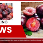 البرقوق يشتعل في الإسكندرية: قفزة جنونية في أسعار الفاكهة تذهل السوق