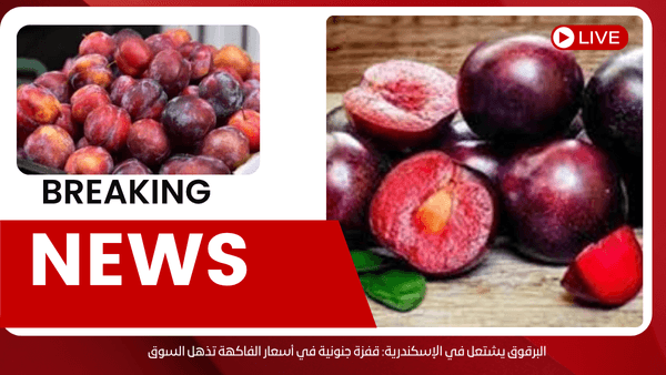 البرقوق يشتعل في الإسكندرية: قفزة جنونية في أسعار الفاكهة تذهل السوق