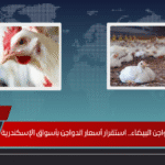 80 جنيها لكيلو الدواجن البيضاء.. استقرار أسعار الدواجن بأسواق الإسكندرية