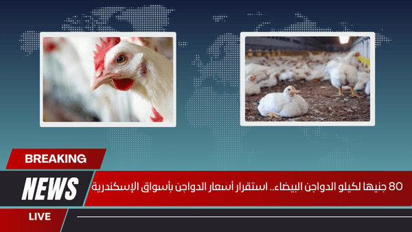 80 جنيها لكيلو الدواجن البيضاء.. استقرار أسعار الدواجن بأسواق الإسكندرية