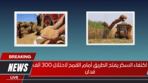 اكتفاء السكر يفتح الطريق أمام القمح لاحتلال 300 ألف فدان