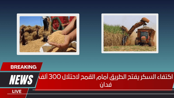 اكتفاء السكر يفتح الطريق أمام القمح لاحتلال 300 ألف فدان