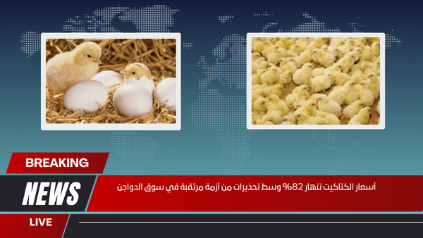 أسعار الكتاكيت تنهار 82% وسط تحذيرات من أزمة مرتقبة في سوق الدواجن