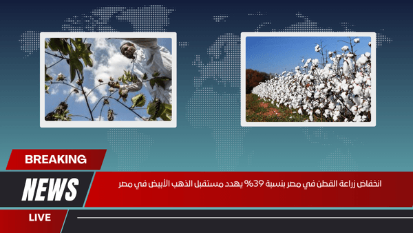 انخفاض زراعة القطن في مصر بنسبة 39% يهدد مستقبل الذهب الأبيض في مصر