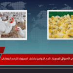 انهيار أسعار الكتاكيت في الأسواق المصرية.. اتحاد الدواجن يكشف السر وراء التراجع المفاجئ