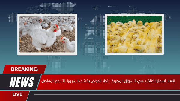 انهيار أسعار الكتاكيت في الأسواق المصرية.. اتحاد الدواجن يكشف السر وراء التراجع المفاجئ