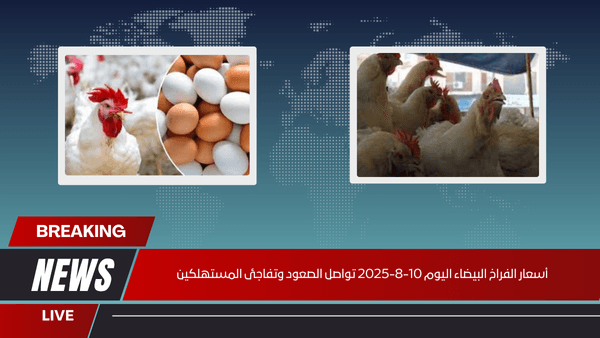 أسعار الفراخ البيضاء اليوم 10-8-2025 تواصل الصعود وتفاجئ المستهلكين