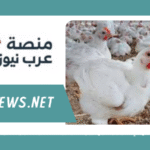 هل هناك ارتفاع في سعر كيلو الفراخ اليوم 13 سبتمبر 2025 داخل الأسواق المصرية؟