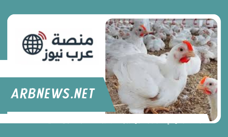 هل هناك ارتفاع في سعر كيلو الفراخ اليوم 13 سبتمبر 2025 داخل الأسواق المصرية؟